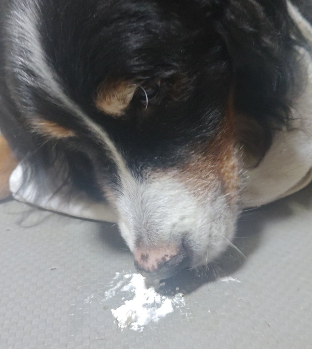 sachi0831's tweet image. 我が家の姫、本日虹の橋の袂に行ってしまいました。仕事行っちゃって、最後の時に声かけてあげられなかった。
…お骨になるのは週末かなぁ。
ずっとお腹が緩くてでも２日前まで自分で歩いてたんです。
ビビリで散歩嫌いで可愛い子です。
#秘密結社老犬倶楽部天国支部
#秘密結社老犬倶楽部