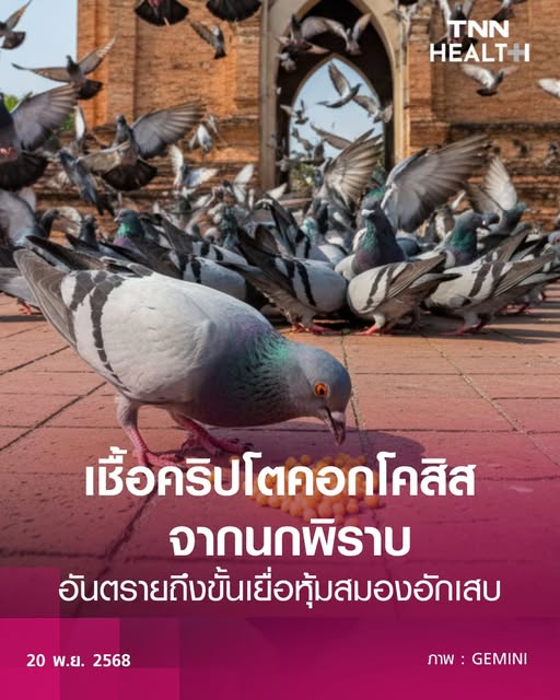 CaterpilaBlue's tweet image. เชื้อคริปโตคอกโคสิส จากนกพิราบอันตรายถึงขั้นเยื่อหุ้มสมองอักเสบ #คริปโตคอกโคสิส #Cryptococcus #นกพิราบ #TNNHealth tnnthailand.com/health/217854/