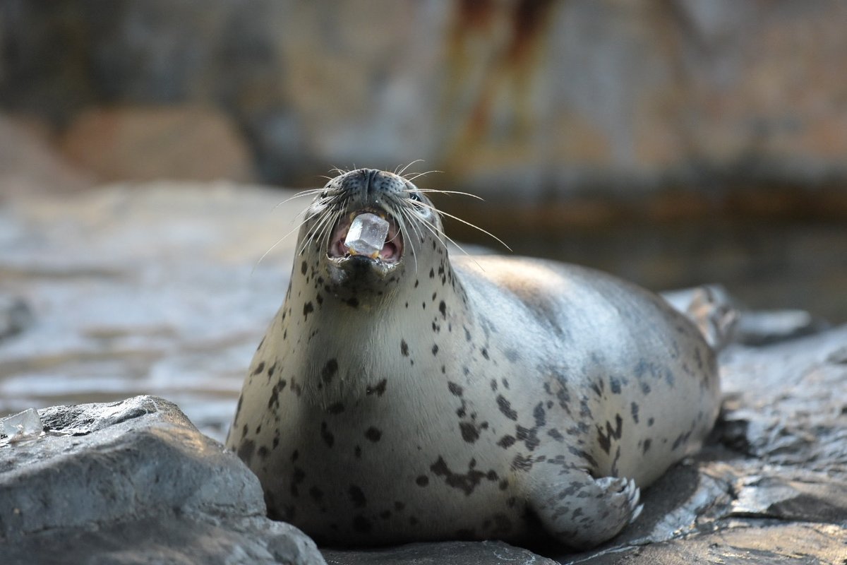 あざらし いつの間にかアザラーになっていたお話 *2025年8月* - あちこち、あざらし