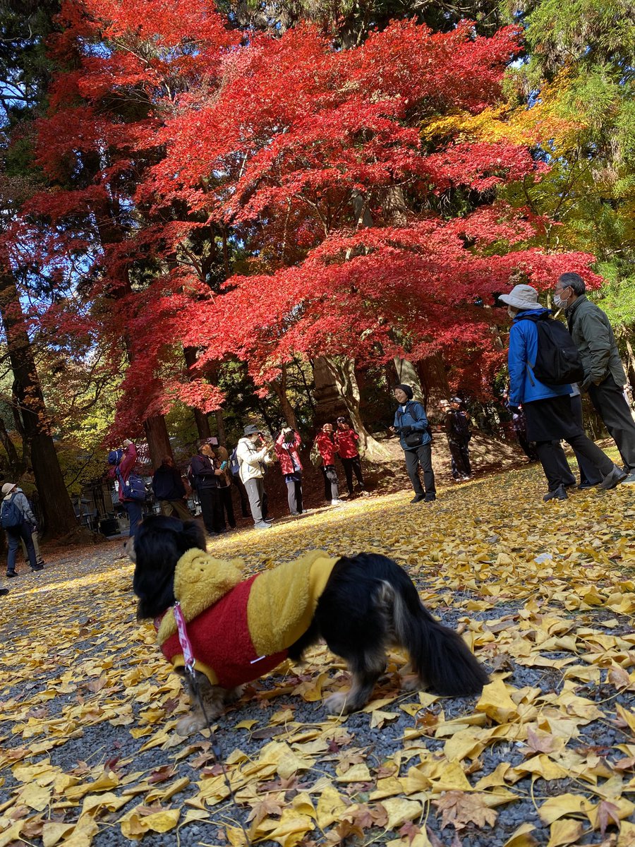 今年もさくらと紅葉見てきた🍁