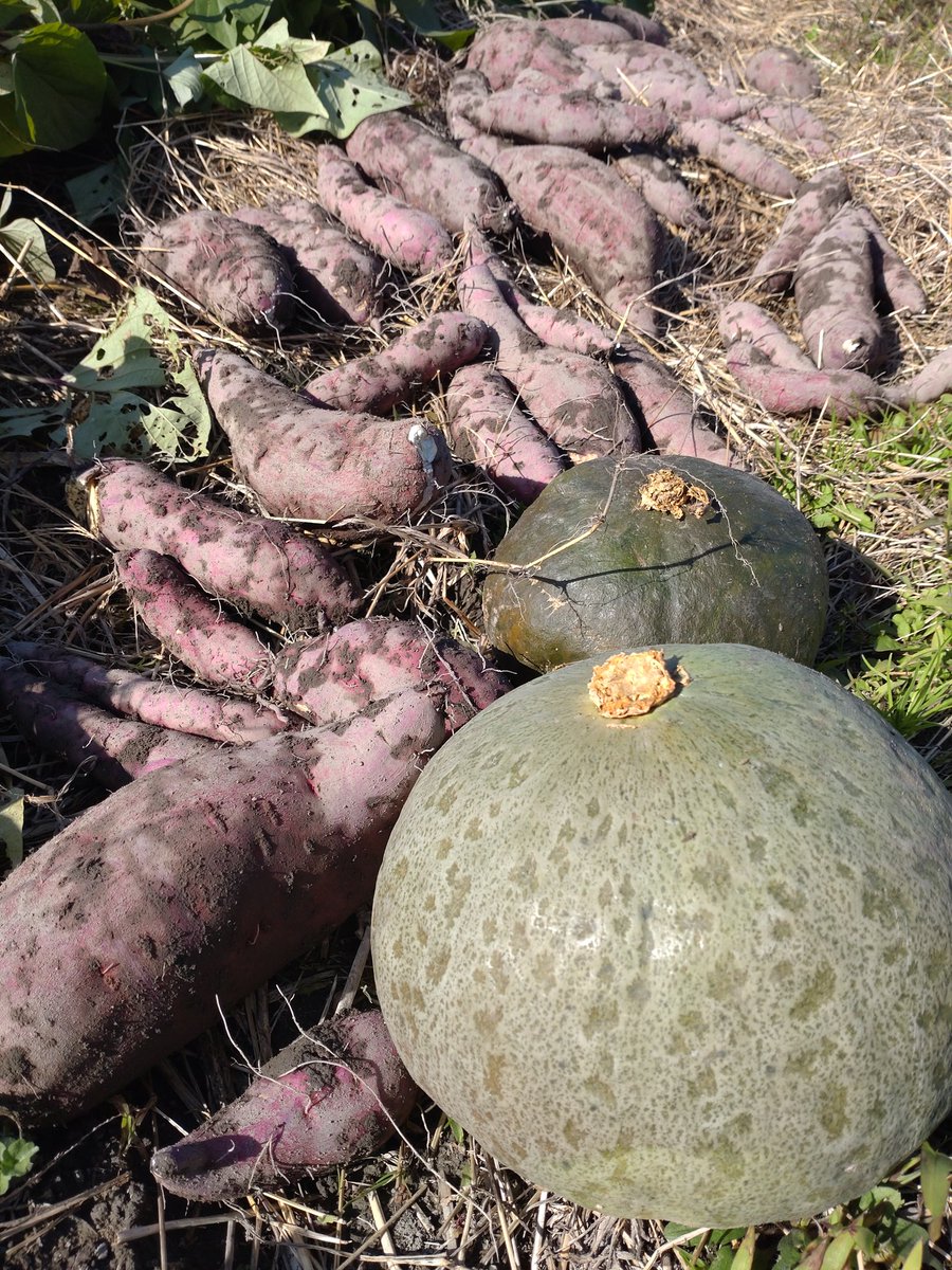 pyo_pyo_pyo__2's tweet image. こないださつまいも掘った時におまけも採れました
まだいたのすごすぎ…
執念をかんじる…