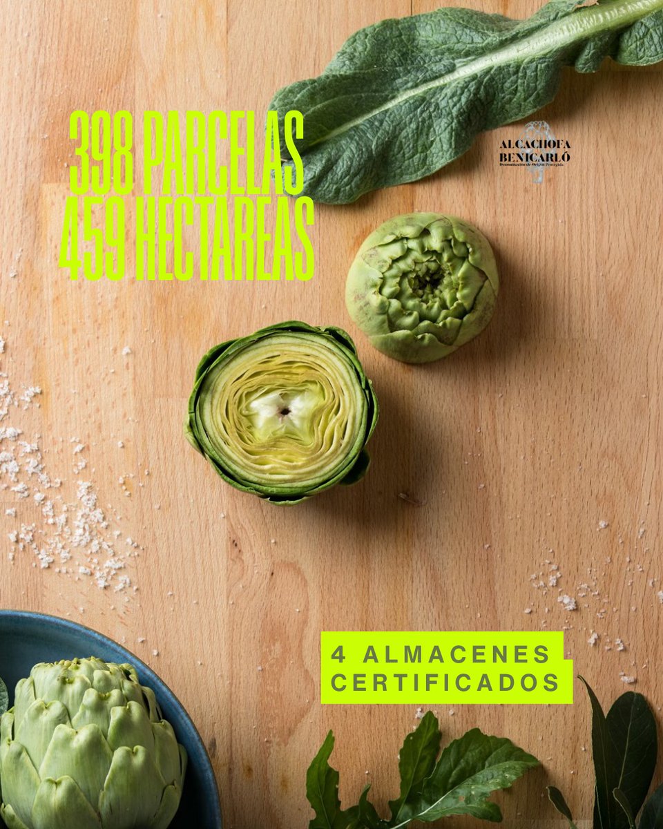 💚El jueves 6 de noviembre inaugurábamos la temporada de #AlcachofaDOPBenicarló 2025/2026. 

💹🌱 Una campaña en la que contamos con 398 parcelas y 459 hectáreas de producción. Un 43,35% más respecto al año pasado. Cifras con las que vaticinamos un buen año.