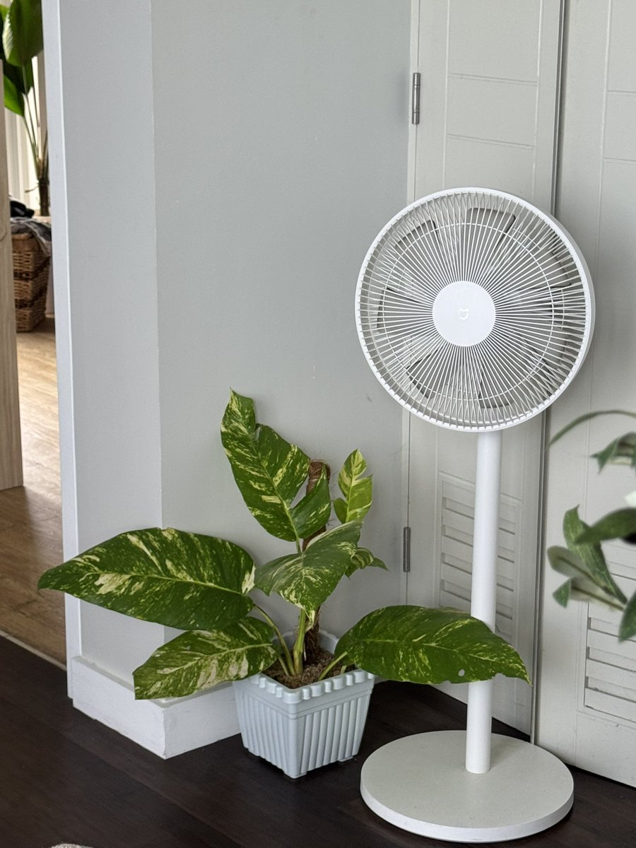 HyperCid's tweet image. Got this plant for 100 pesos haha