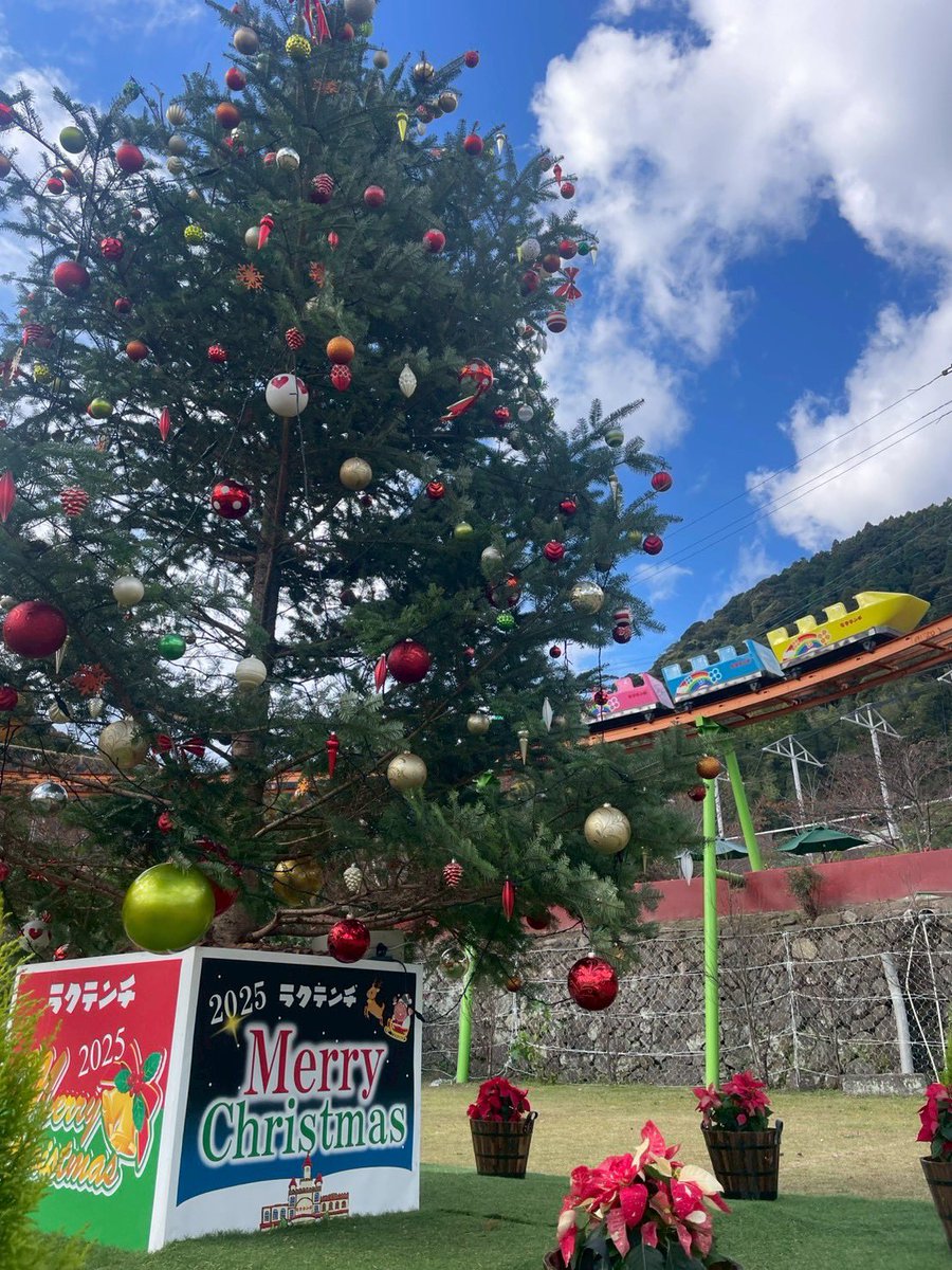 🎄✨ラクテンチに本物の“もみの木”クリスマスツリーが登場