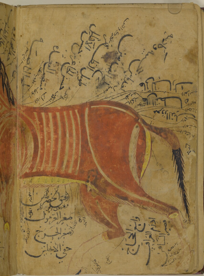 ArabsinPictures's tweet image. 1/2 illustrations from 13th century Kitāb al-bayṭarah on good and bad points, training, diseases and treatment of horses by Abū Muḥammad Aḥmad ibn Atīq al-Azdī