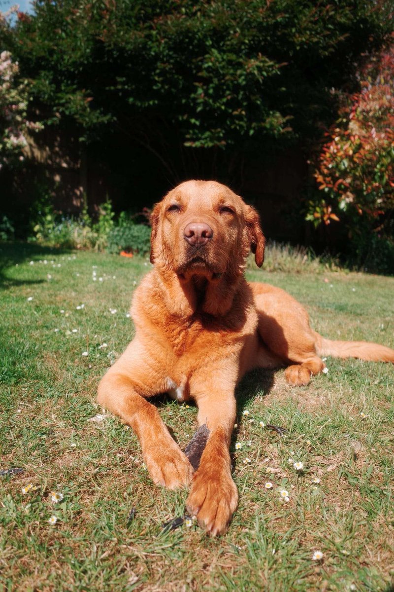 We are heartbroken to say goodbye to our best friend &amp; goodest boi, Mando The Labradorian

He crossed the rainbow bridge too soon having only just celebrated his 5th birthday in Oct. From week 10 to the very last, we were together &amp; always will be <3 Love you forever dipper x