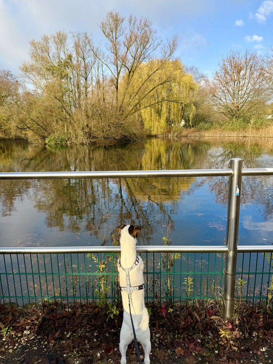 Moin #Twitterrudel 

Teichkontrolle bei frostigen Temperaturen 😆