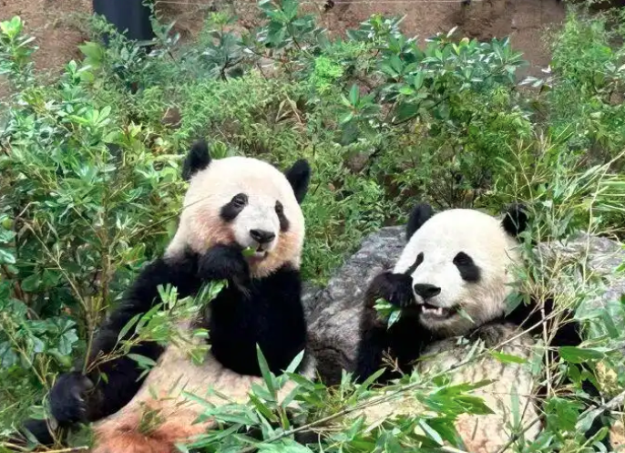 Japan will soon have no giant pandas left! Xiao Xiao and Lei Lei