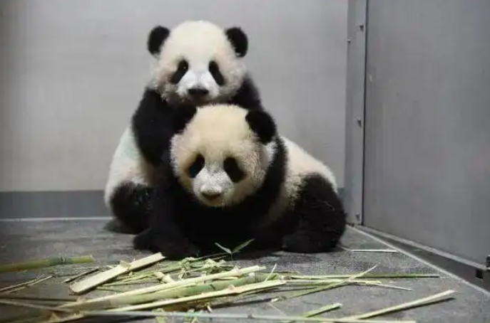 パンダ様 Japan will soon have no giant pandas left! Xiao Xiao and Lei Lei