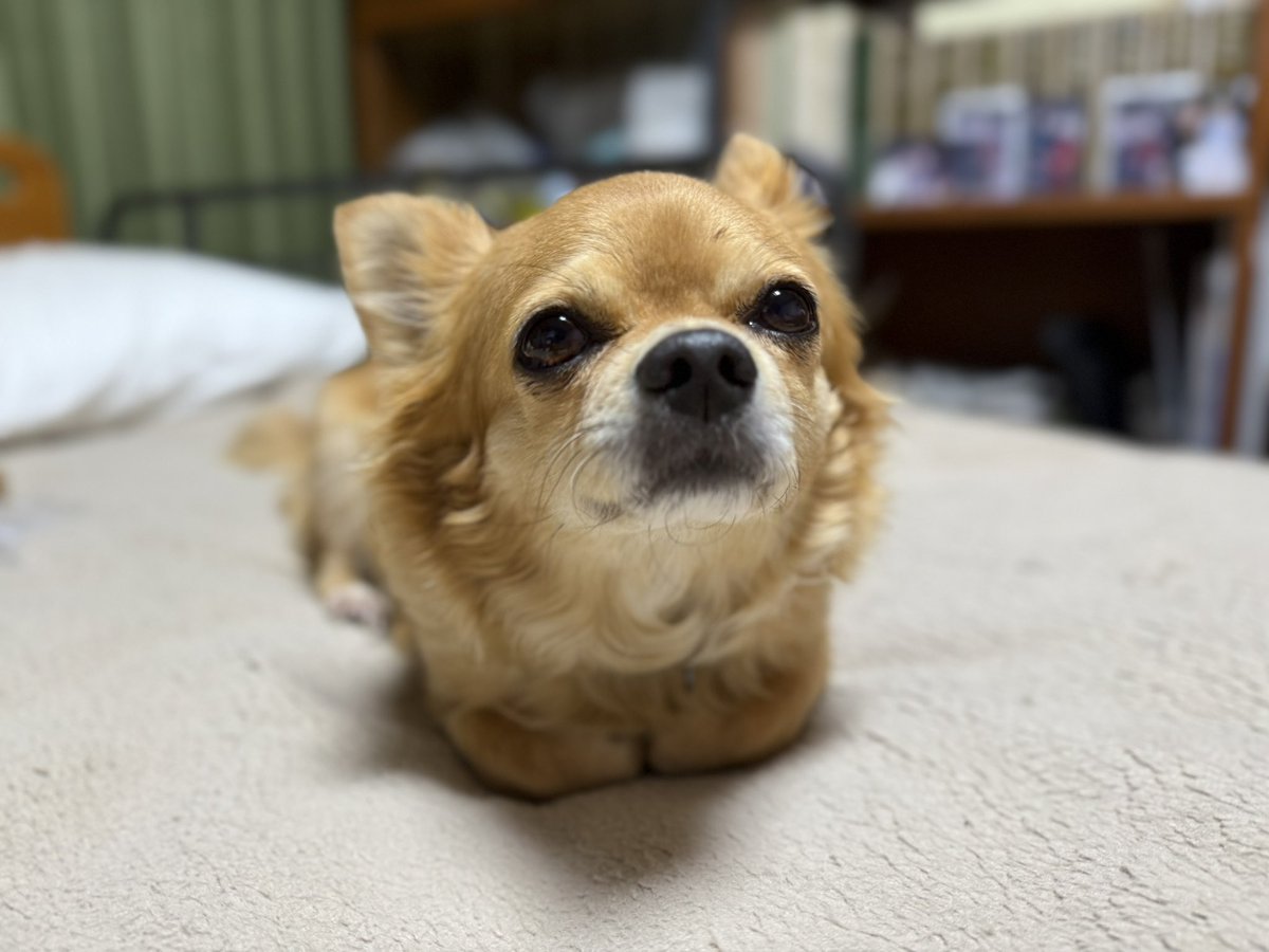 世界一かわいい。ももちゃん。