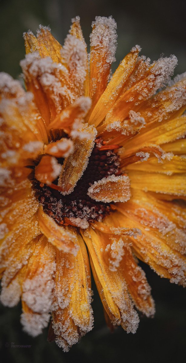 It's a wee bit nippy ❄️🌼