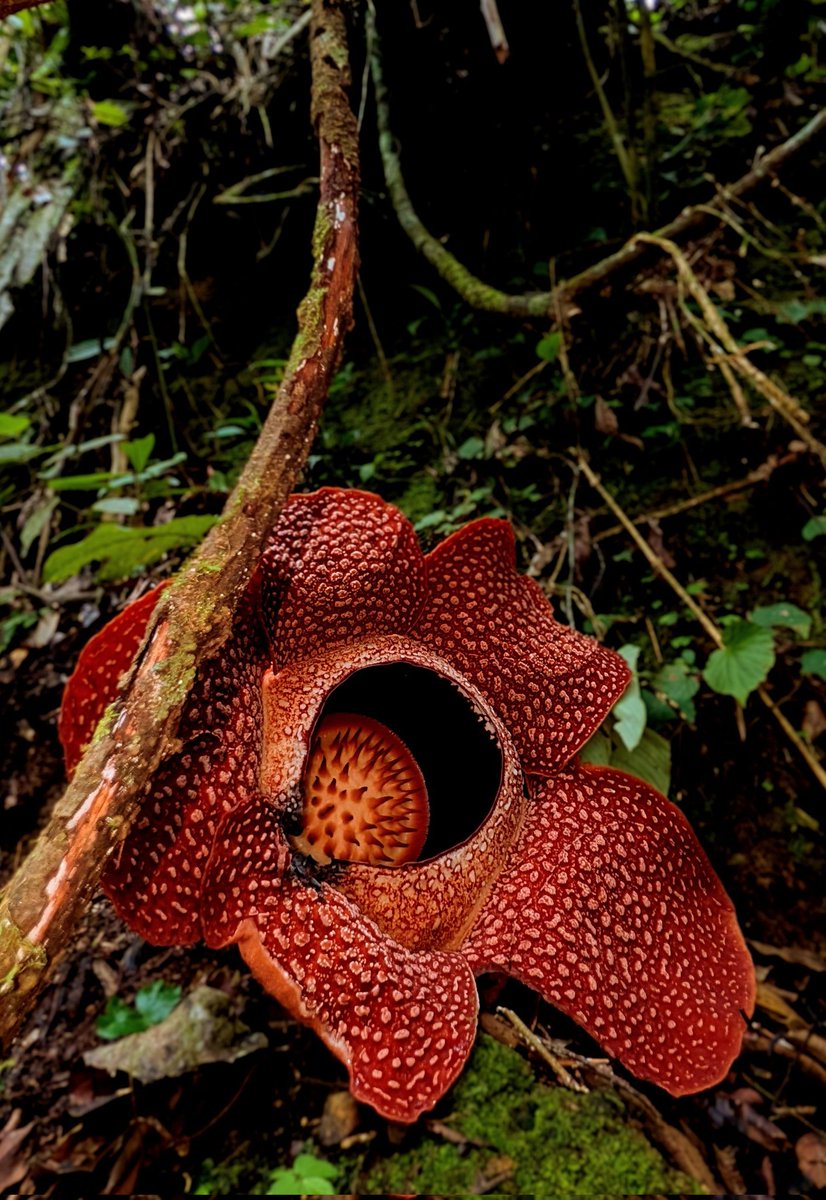 thorogoodchris1's tweet image. Thank you Pak Saikul, friends and family, for making me so welcome and for sharing your special flower with us 🙏🏻