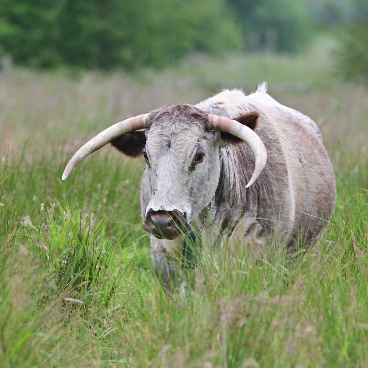 FormbyBubble's tweet image. Look who’s moo-ving in at #Formby this week. This Friday (21 November), a group of English Longhorn cattle will arrive on the National Trust site as part of an important conservation project to help care for our coastline.

formbybubble.com/single-post/lo…