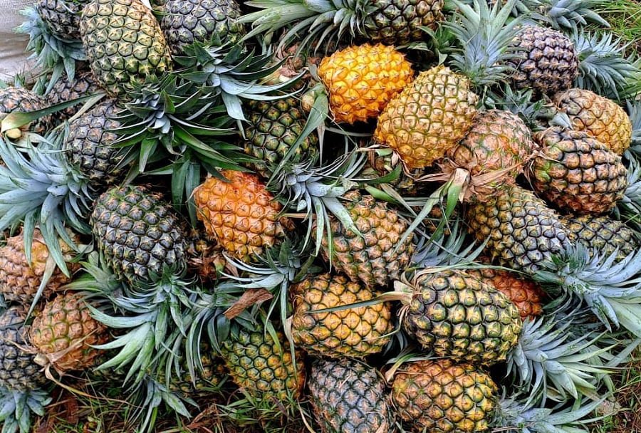 1/4.
Did you know pineapple is a powerful immune booster? 🍍
Rich in vitamin C, antioxidants, and bromelain, it helps fight infections, improves digestion, reduces inflammation, and protects your heart.
Pineapple also supports healthy skin, strong bones, and natural body detox.