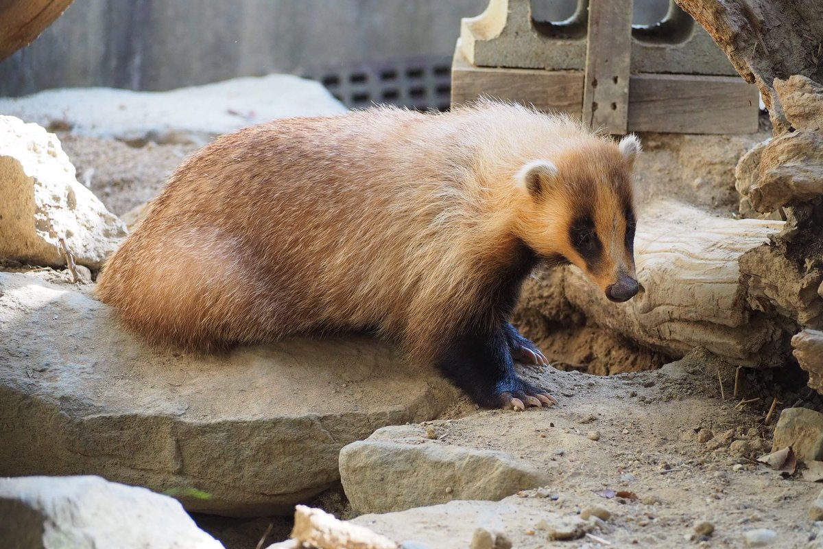 アナグマは冬になると活動量が減るため、秋までに食いだめをします🦡
アナグマのアリスは、夏場の体重が8kgぐらいでしたが、今では11.6kgまで増えました。
見た目もすっかり大きくなりました。
(1枚目:11月撮影、2枚目:7月撮影)

#茶臼山動物園
#城山動物園
#ニホンアナグマ
#アリス