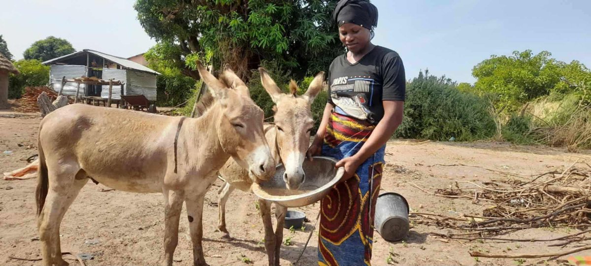 LiberiaAnimal's tweet image. Guinea’s dry season is here, and Mayanmu’s two loyal donkeys urgently need food and fresh water — your kindness can keep them going. Support LAWCS today. liberiaanimalwelfaresociety.org
#AnimalWelfare #WorkingAnimals #DonkeyLove #CompassionInAction #BeKindToAnimals #SupportLAWCS