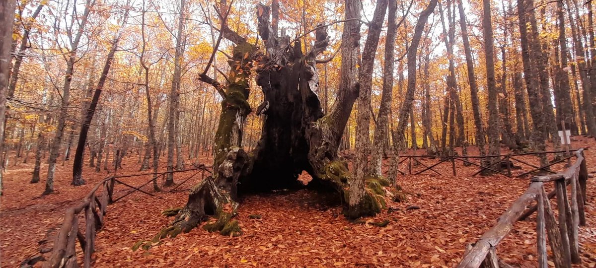 laforjayespada's tweet photo. "El bosque caducifolio. El sitio donde todos queremos estar"...
Felix Rodriguez de la Fuente https://t.co/5VfVP8RtUT