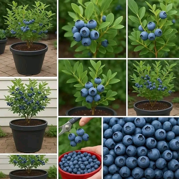 mugishaIIsam's tweet photo. Container blueberry growing is easier than you think! Fresh, organic berries right from your patio 🫐 https://t.co/3irAppZPRr