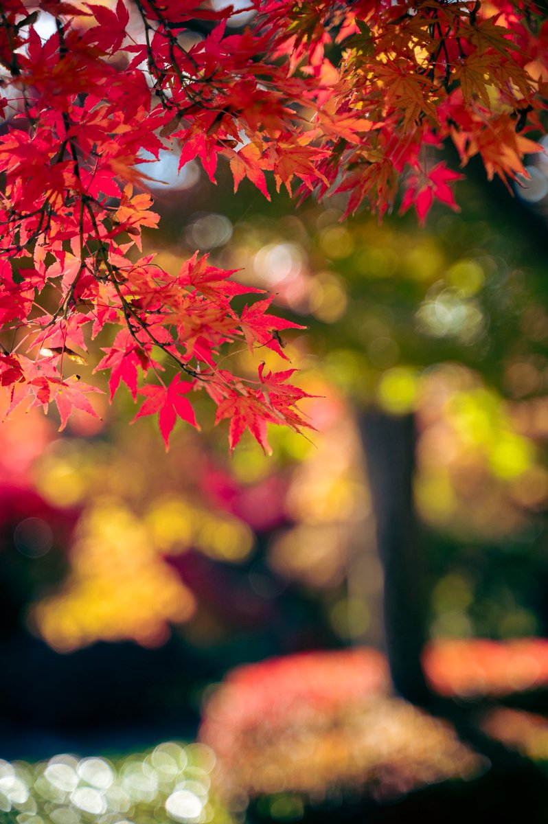 秋色の囁き…🍁