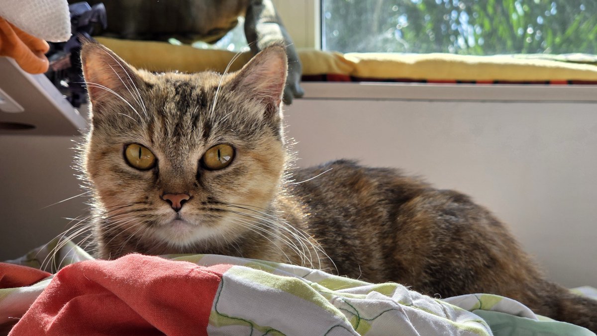 took a cat pic so good i gotta share :3