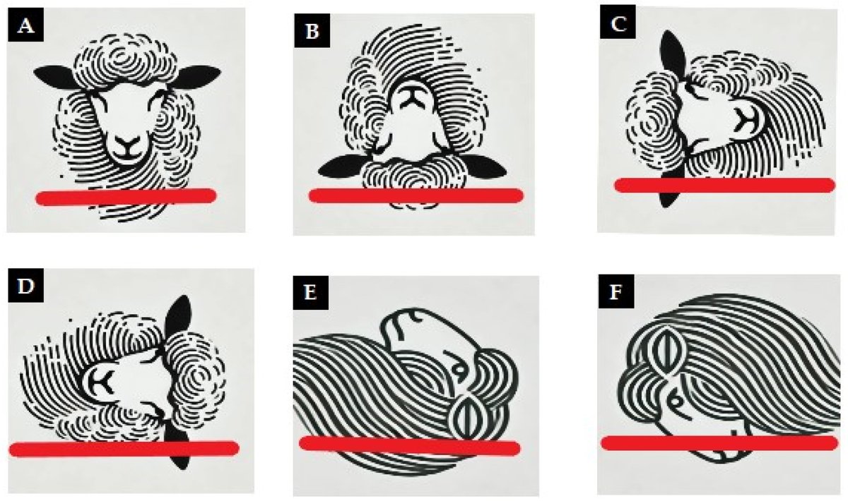 ForensicSciMDPI's tweet image. 🎉1st citation received!
#Forensics #AnimalModel #postmortem
&quot;Creation of an Experimental Animal Model for the Study of Postmortem Dark Scleral Spots&quot;
by Matteo Nioi et al. 

👉Check out the complete article on our website mdpi.com/2673-6756/4/4/…