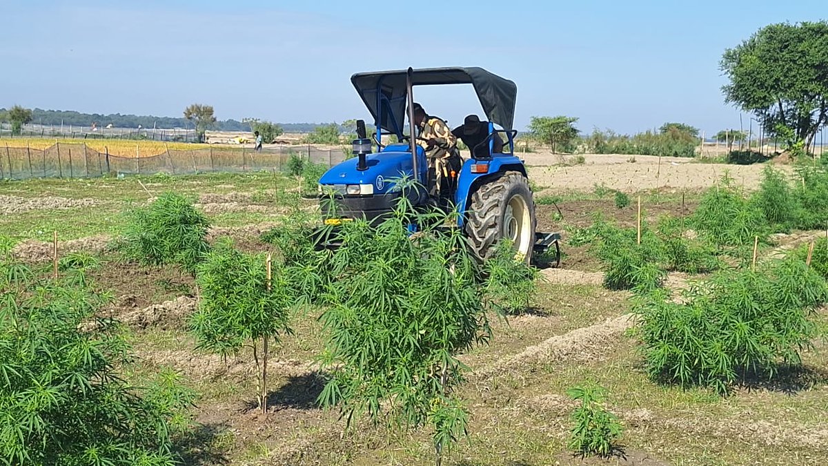 BSF_Guwahati's tweet photo. In it's sustained drive against narcotics, #Bordermen of 78 Bn #BSF under @BSF_Guwahati Ftr in Joint Ops with #NCB and Police; destroyed approx 48 acres of illegal cultivation of Ganja in Vill-Kismat Adhabari, Dist:-Coochbehar (WB).
#BSFAgainstDrugs
#DriveAgainstNarcotics https://t.co/LX2p3V5p8g