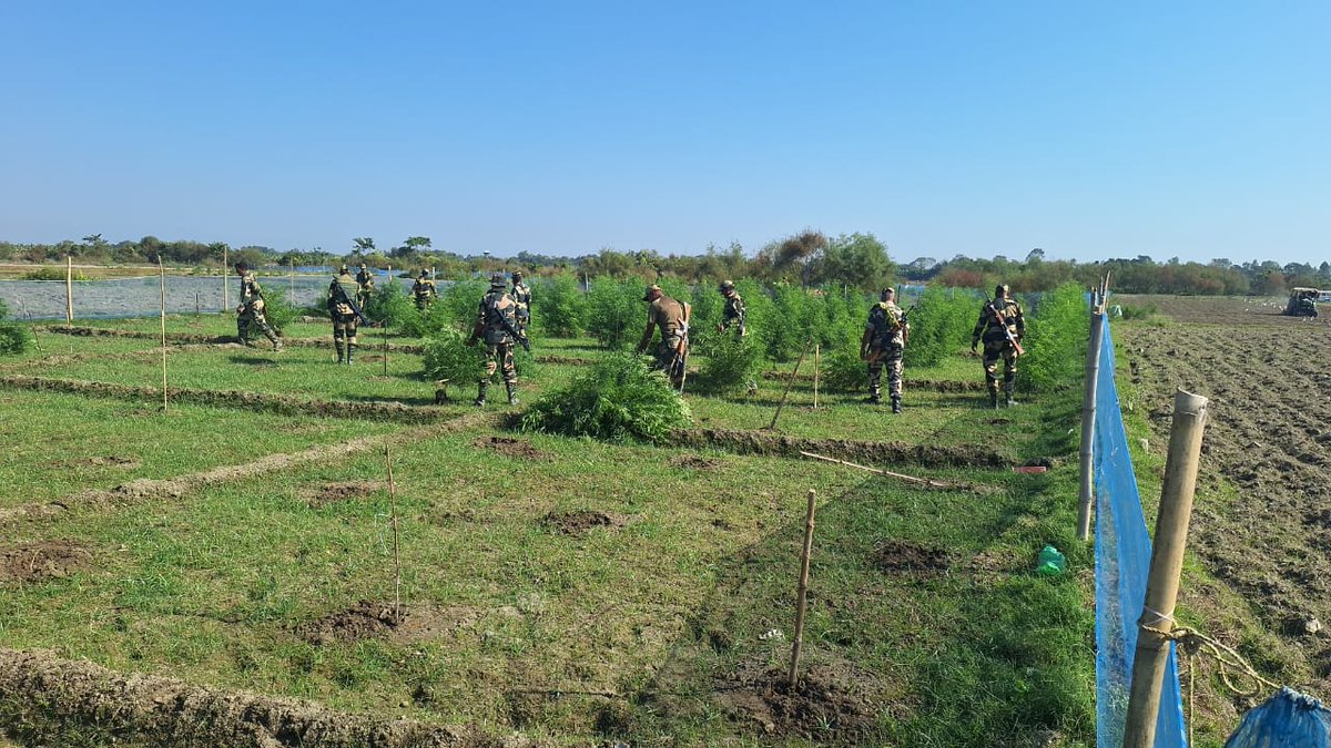 BSF_Guwahati's tweet photo. In it's sustained drive against narcotics, #Bordermen of 78 Bn #BSF under @BSF_Guwahati Ftr in Joint Ops with #NCB and Police; destroyed approx 48 acres of illegal cultivation of Ganja in Vill-Kismat Adhabari, Dist:-Coochbehar (WB).
#BSFAgainstDrugs
#DriveAgainstNarcotics https://t.co/LX2p3V5p8g