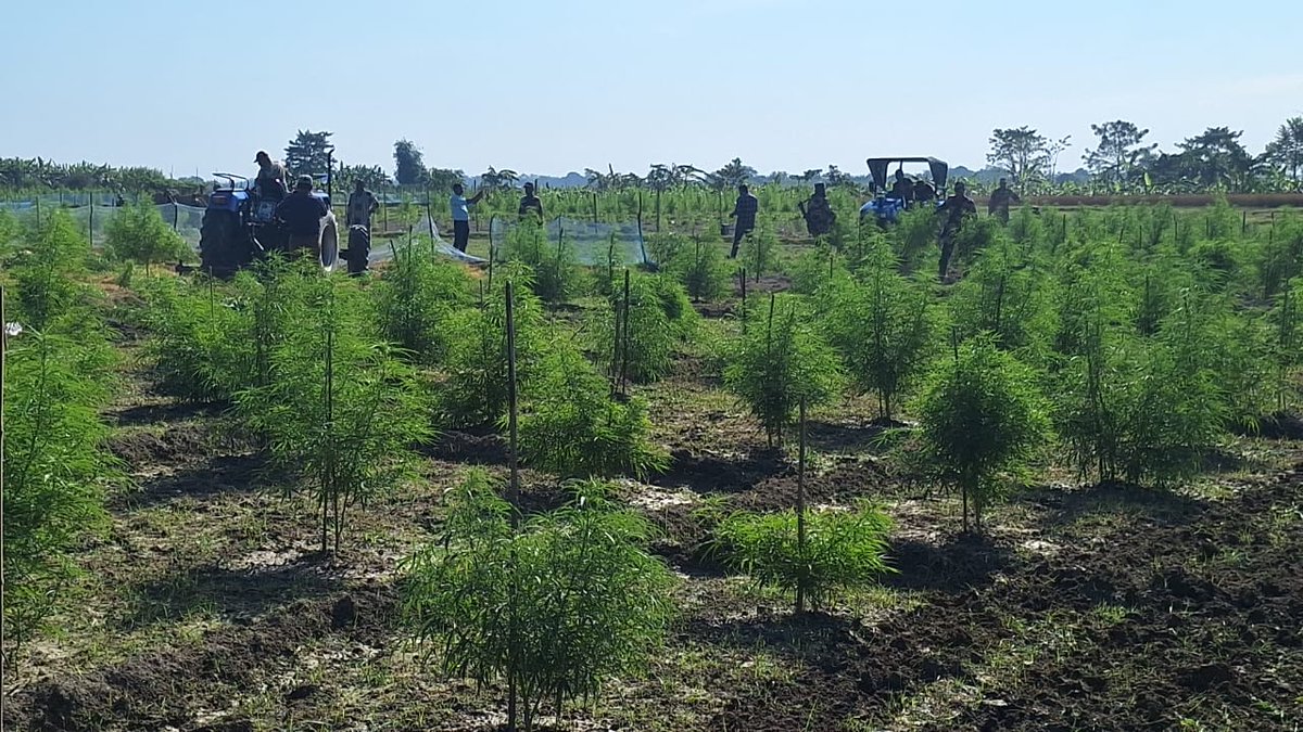 BSF_Guwahati's tweet photo. In it's sustained drive against narcotics, #Bordermen of 78 Bn #BSF under @BSF_Guwahati Ftr in Joint Ops with #NCB and Police; destroyed approx 48 acres of illegal cultivation of Ganja in Vill-Kismat Adhabari, Dist:-Coochbehar (WB).
#BSFAgainstDrugs
#DriveAgainstNarcotics https://t.co/LX2p3V5p8g