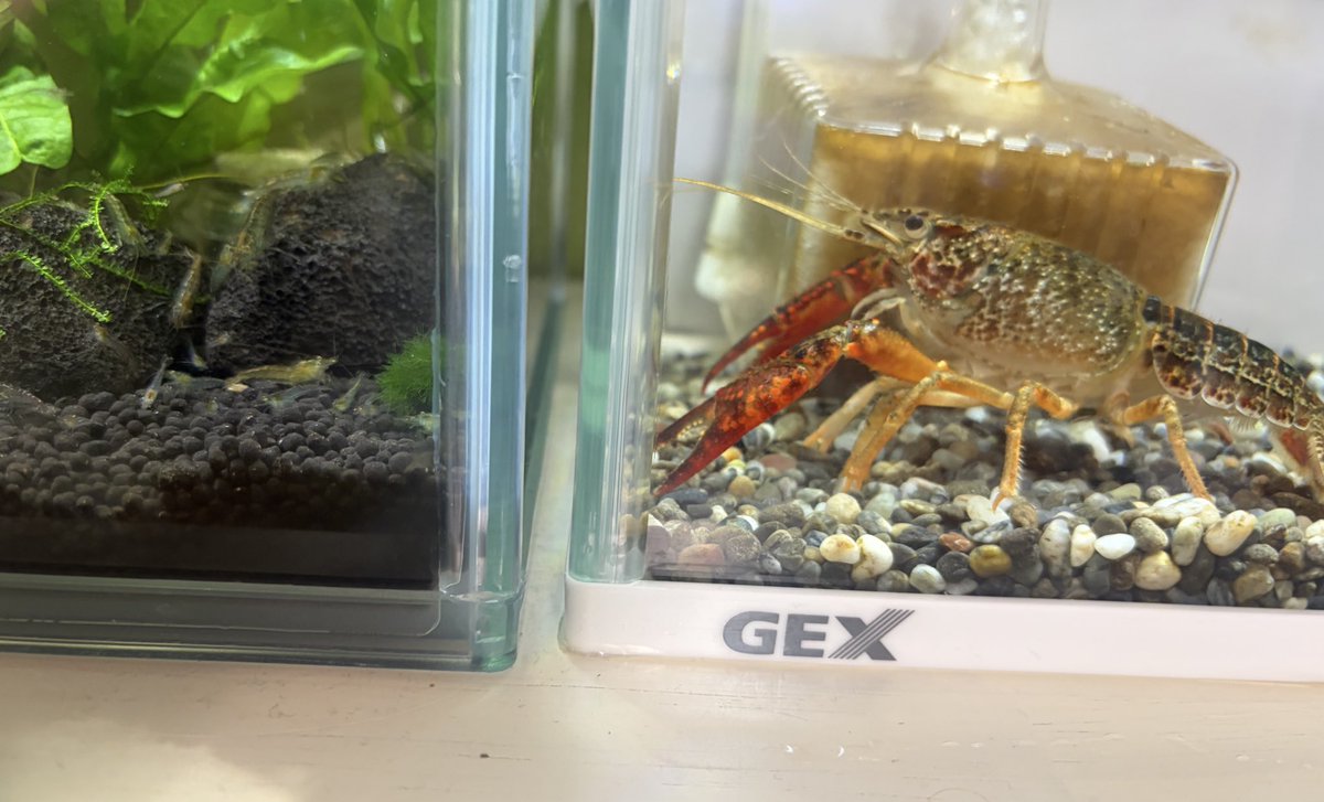 ザリガニページです。 □アメリカザリガニ□Full21cmアップ!!爪6,8cm!!☆大型爪個体