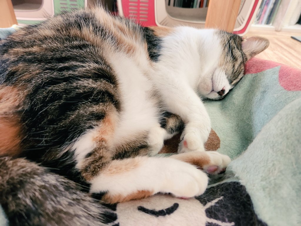 mogu_pero2's tweet image. ふわふわ  #保護猫  #猫のいる暮らし