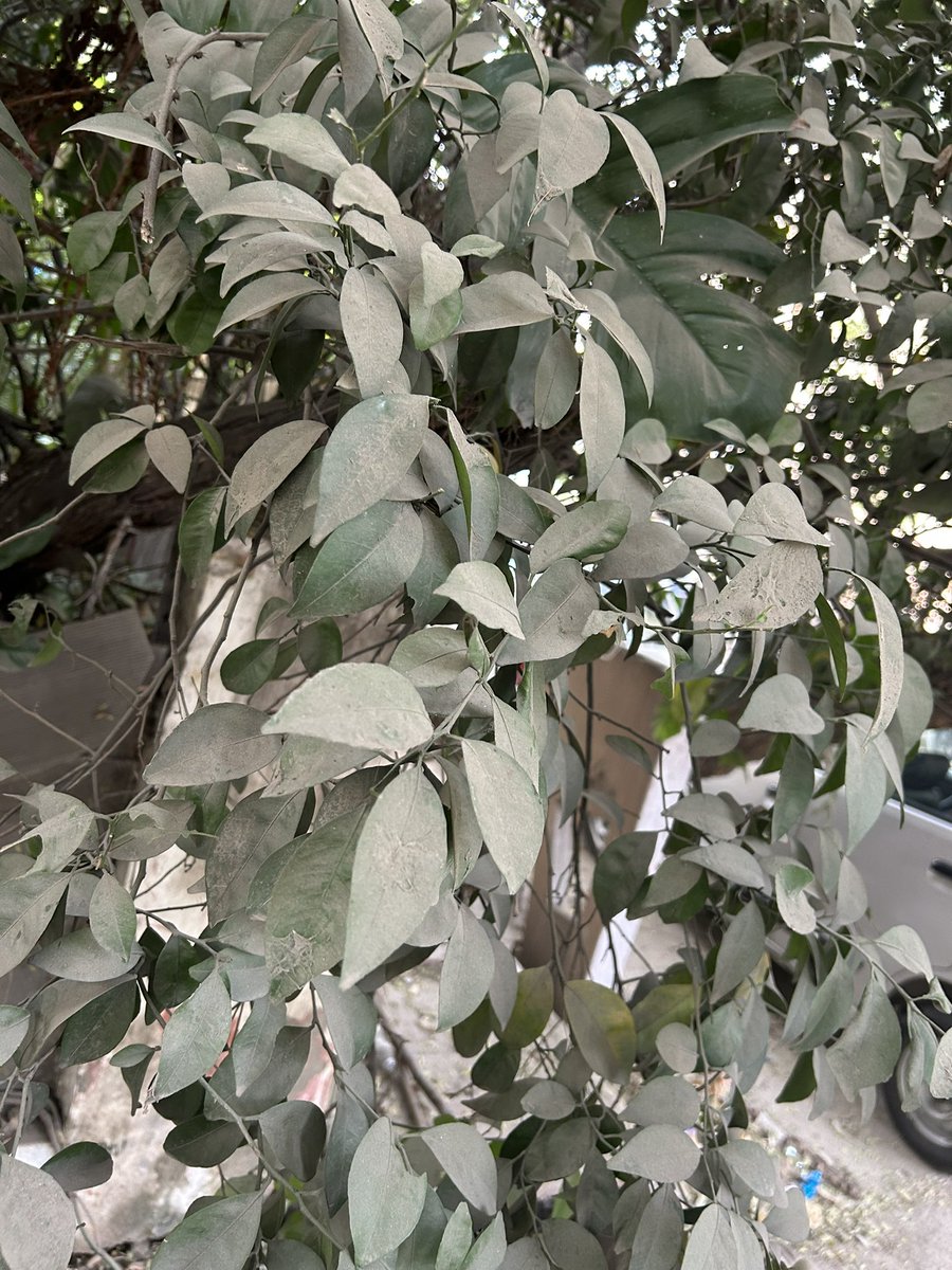 BhavreenMK's tweet image. #NaturalAirPurifiers