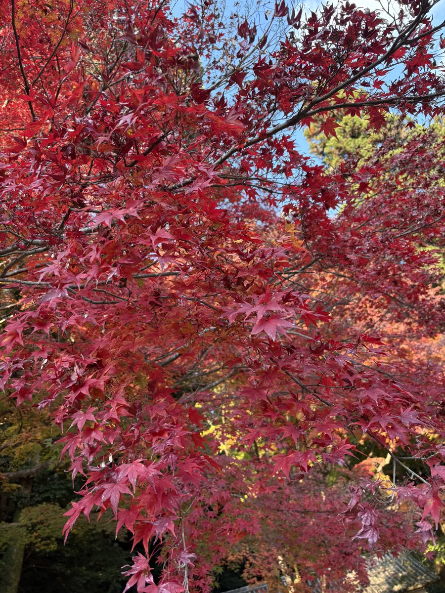 yngluv10's tweet photo. 7年ぶりの書写山🍁 https://t.co/ezUlMkF0Qp