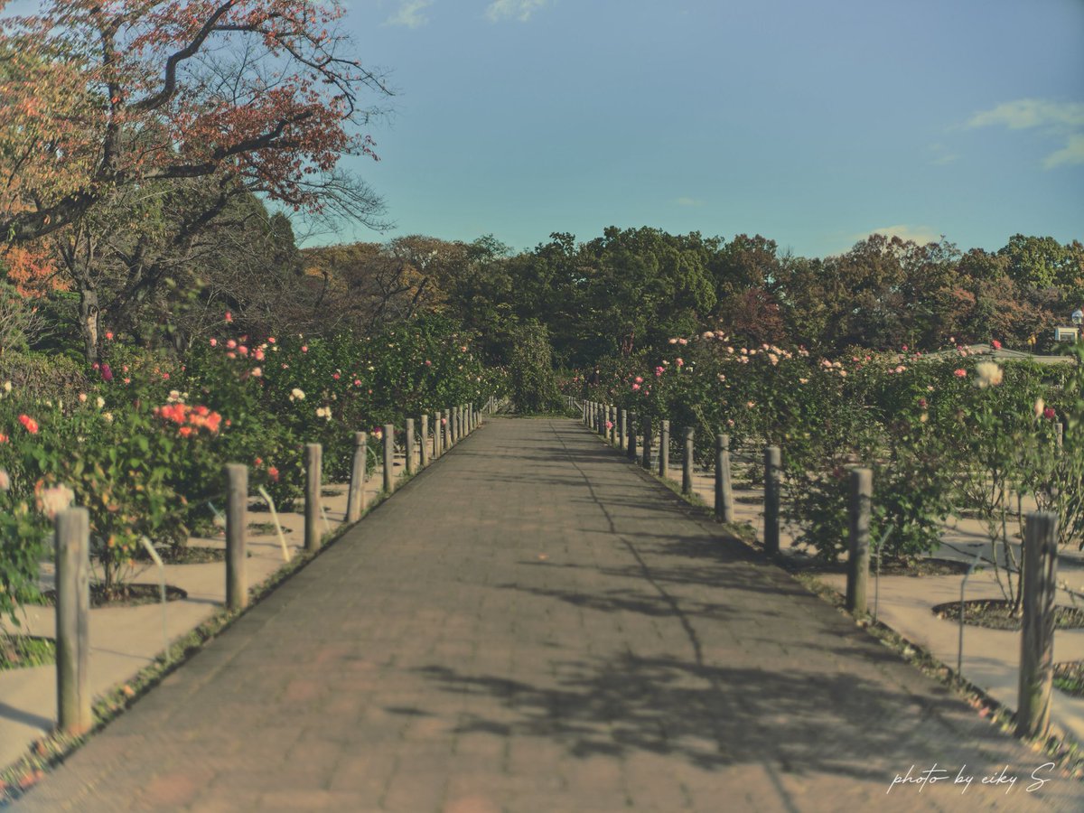 神代植物公園 🍁紅葉🍁
