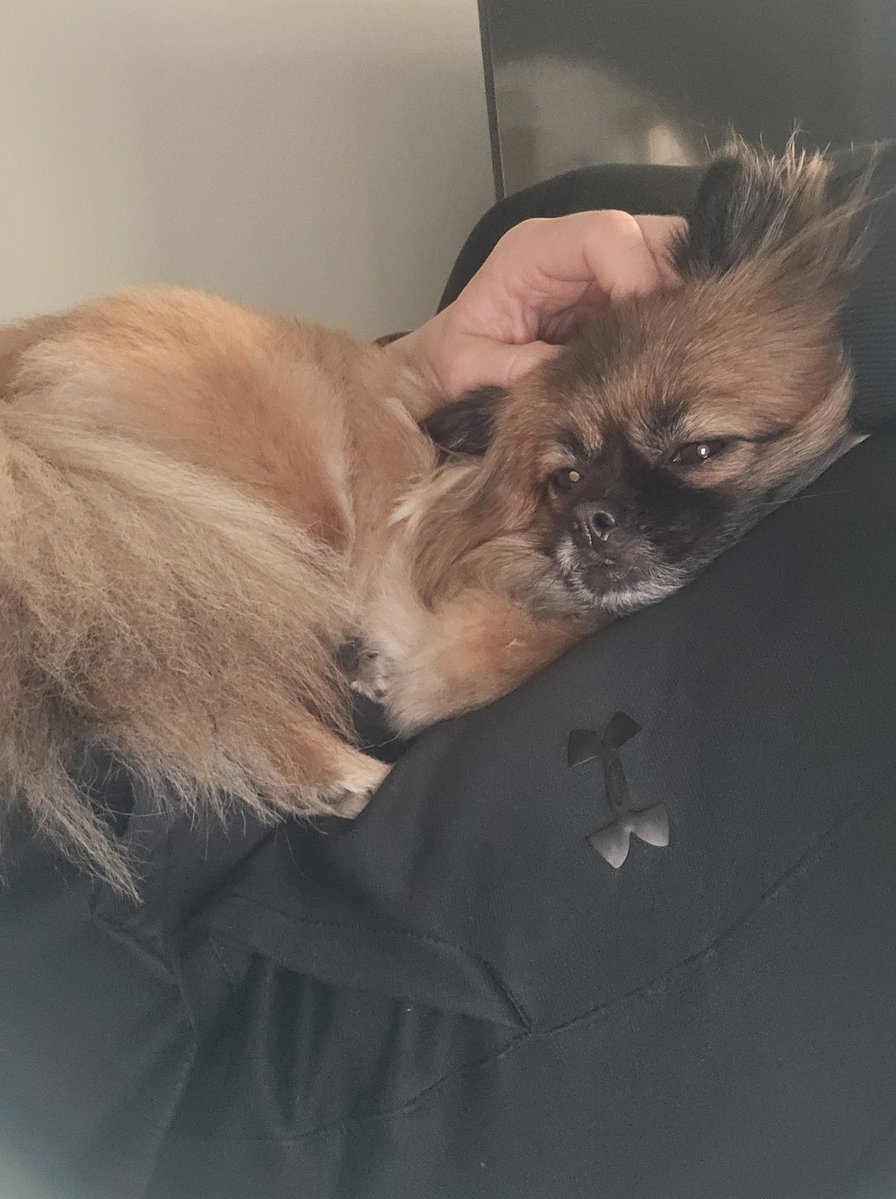 TheOnlyRobmdk's tweet image. The best doggo in the world.
My Duchess.

Although she makes work difficult because she&apos;s constantly craving attention 😂