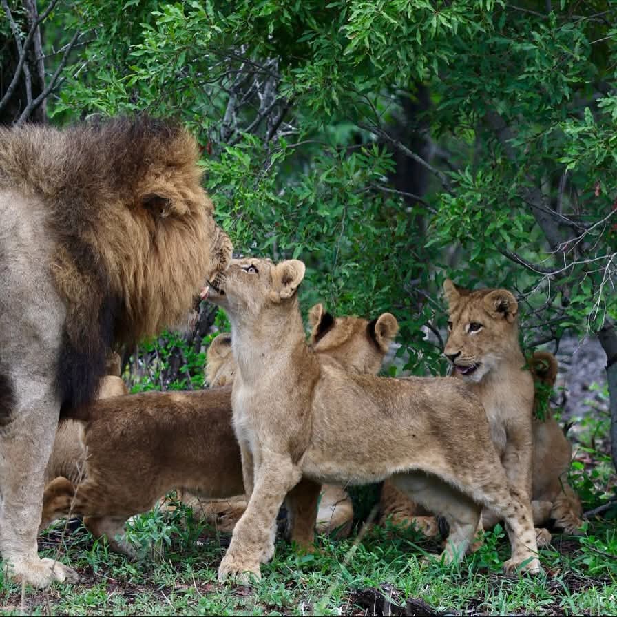 TravelAdvisor8's tweet photo. Lions and more Lions... 

South African safari at its finest. #thetraveladvisor
#safari #chitwachitwa https://t.co/kLQR8Pzs43