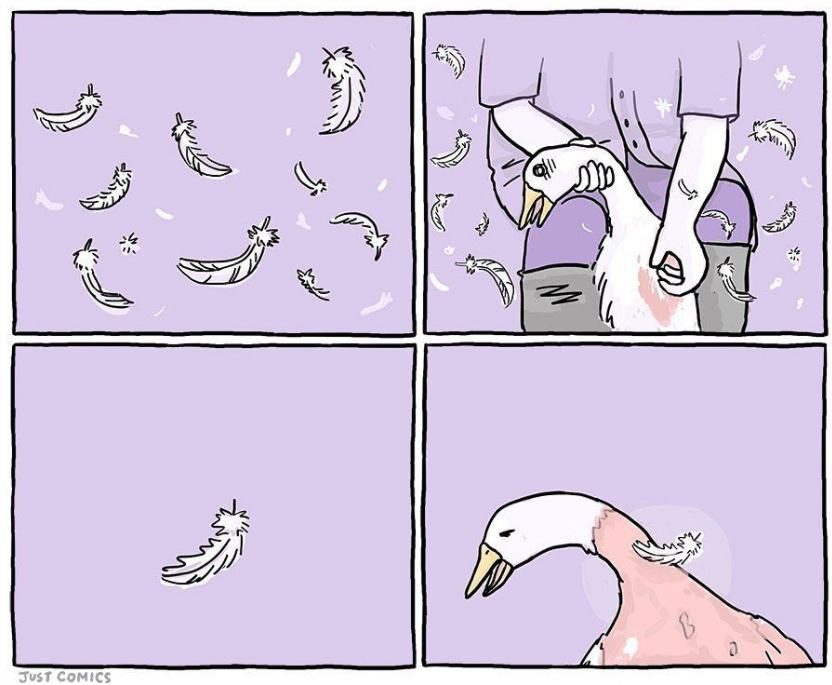herbivore_club's tweet photo. Down from live-plucked waterfowl is considered higher quality than that from slaughtered birds - ALWAYS choose vegan materials.

🎨 @TheJustComics 🪿

#DownWithDown https://t.co/r9yAAUxXGs