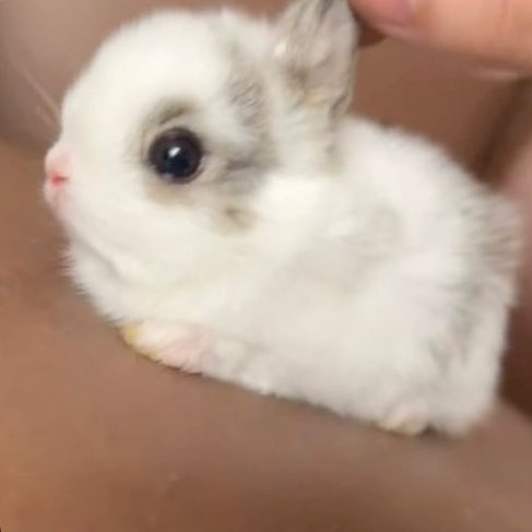 bunnyjharchive's tweet photo. https://t.co/4osmfd3WrU