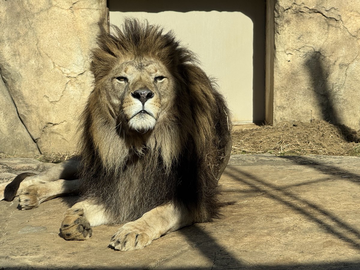 ライオン #千葉市動物公園 イケメンです