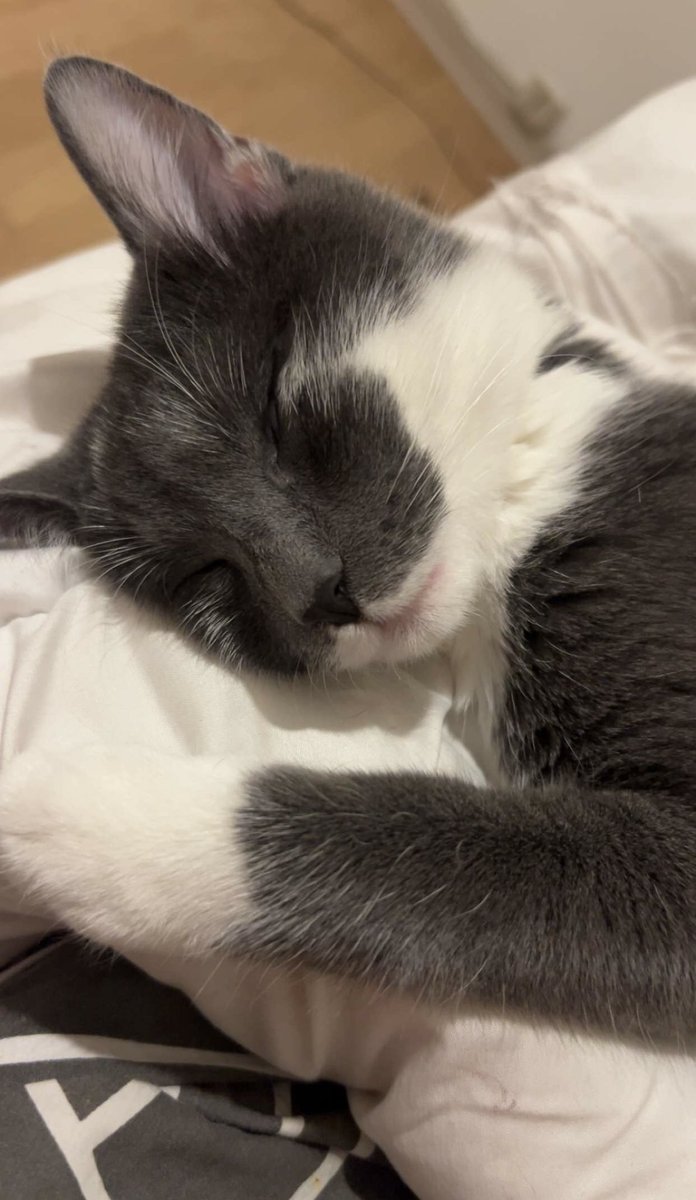 alg_590's tweet image. petit dodo avec romy