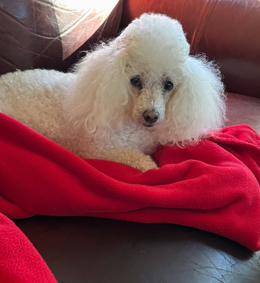 Suzanne39801264's tweet image. Happy Thursday yall! Keep looking up! 🙏🏻🙌☕️☕️🌟🌞🐾🇺🇸