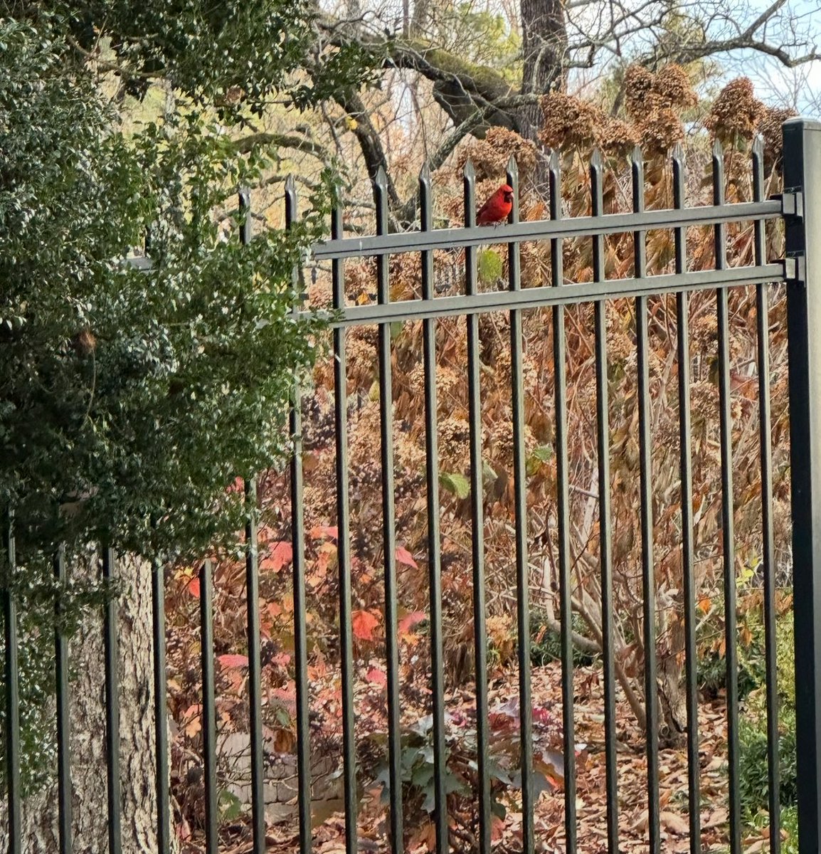 Suzanne39801264's tweet image. Happy Thursday yall! Keep looking up! 🙏🏻🙌☕️☕️🌟🌞🐾🇺🇸