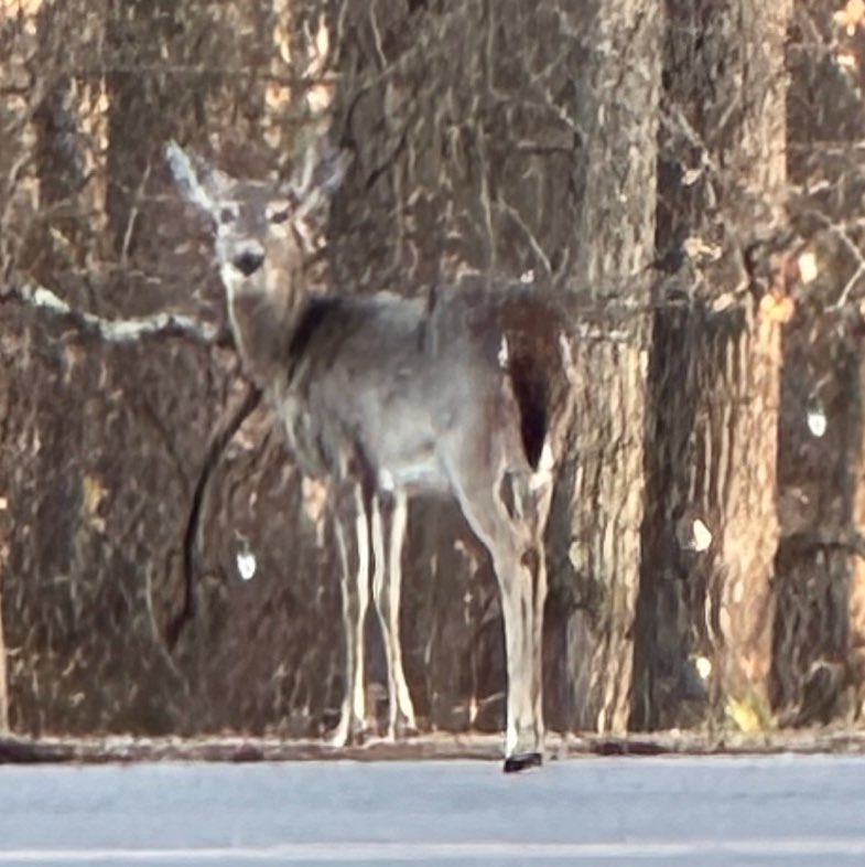 Suzanne39801264's tweet image. Happy Thursday yall! Keep looking up! 🙏🏻🙌☕️☕️🌟🌞🐾🇺🇸