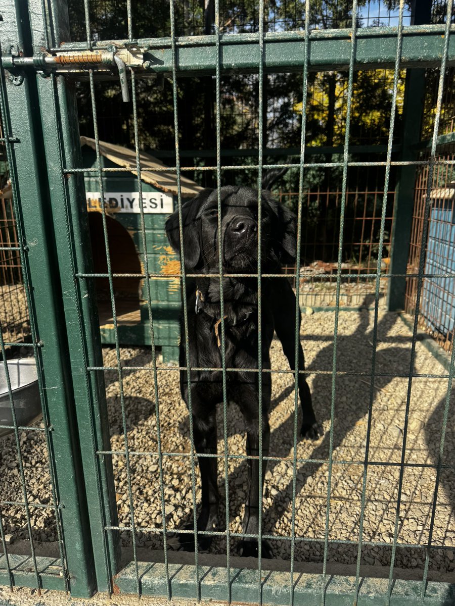 barınakta siyah bir golden var dünya tatlısı 
varsa isteyen bana ulaşsın 
istanbul