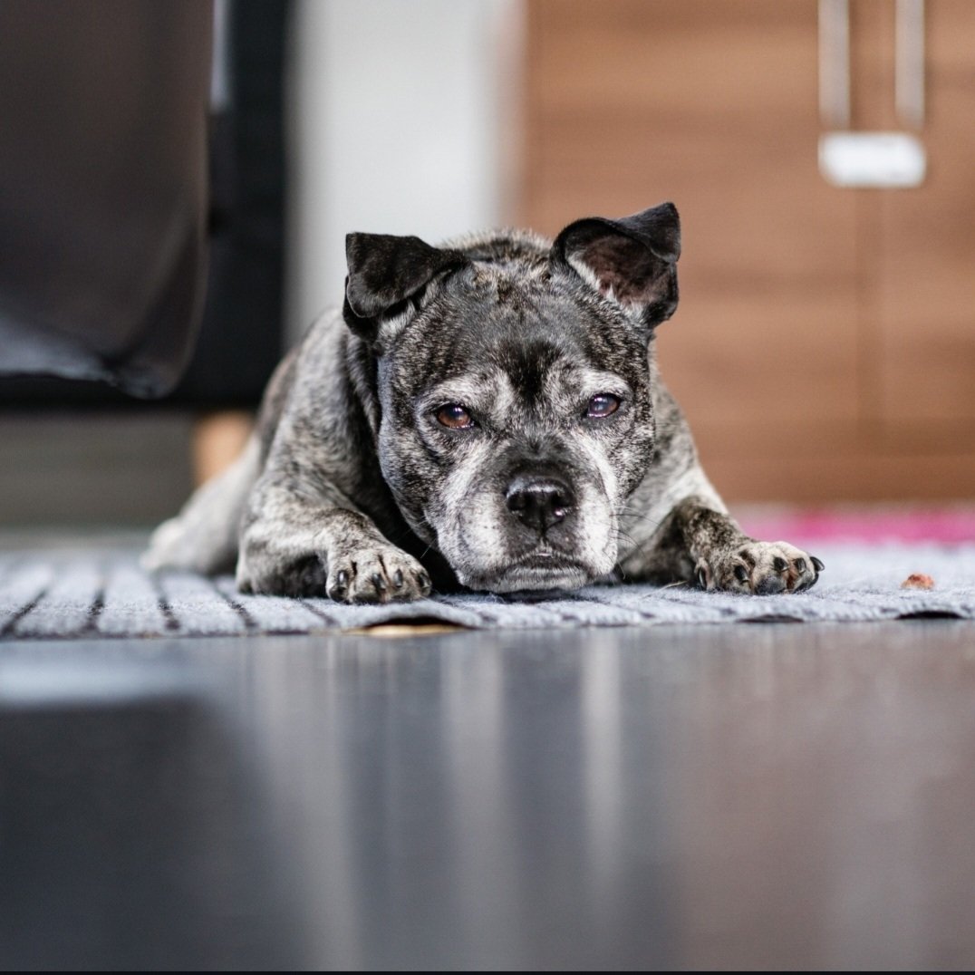 💔Who remembers Lola &amp; no one turning up for her speed dating event in May <a href="/DT_Shoreham/">Dogs Trust Shoreham</a> #westsussex ?💔

Hasn't she had enough heartbreak👇

😭"Everything in this flat I no longer want" 

Lola Lou was left all alone with this note when she was abandoned in a flat with little food