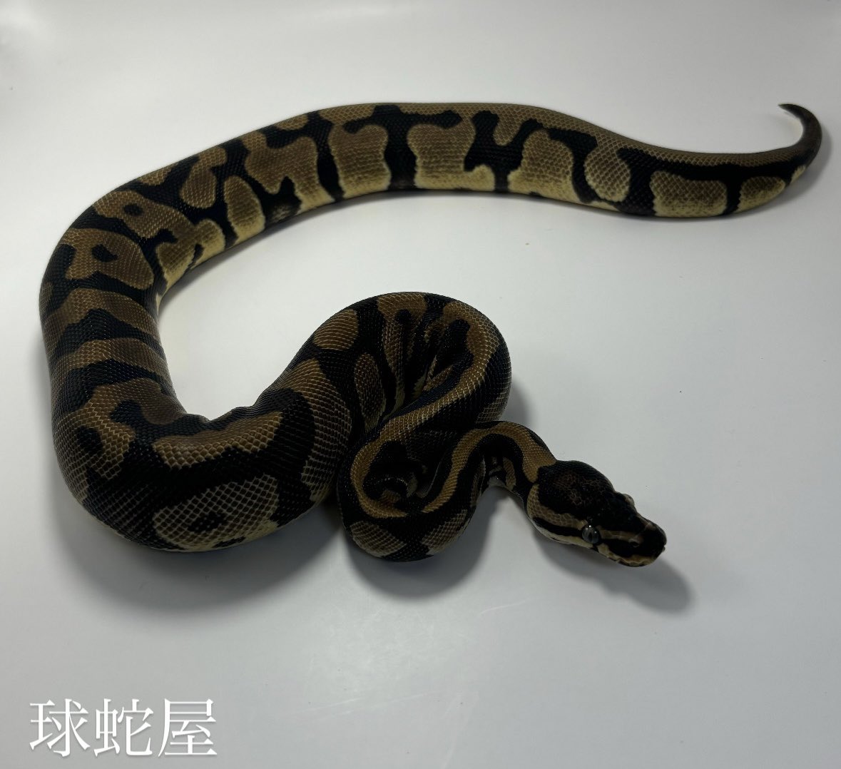 tamahebi_bp's tweet image. 【販売個体】
Enchi Confusion ♀
2024CB
¥50,000

hetなしコンフュージョンです！
優勢詰め込むも、ここから劣勢絡めるも選択肢無限大です😎

#ボールパイソン
#ballpython
#爬虫類
#球蛇屋