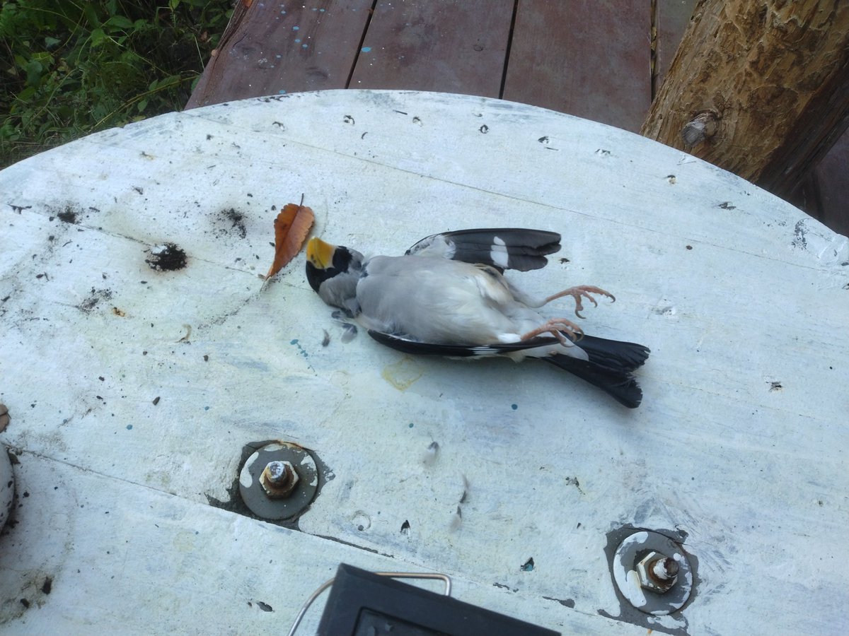 今日、小鳥が空から落ちてきました（汗）
