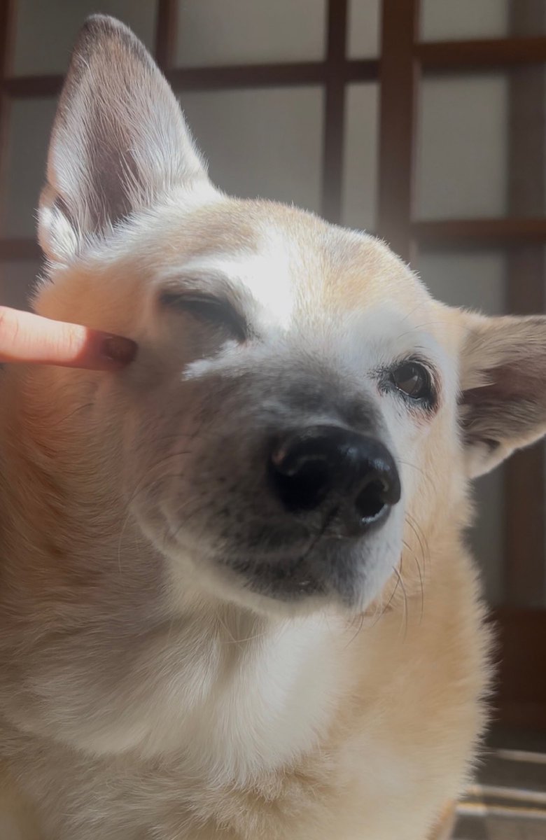 MotherLoverrrr's tweet image. あの日々を生き延びた同士よ（15歳になりました）