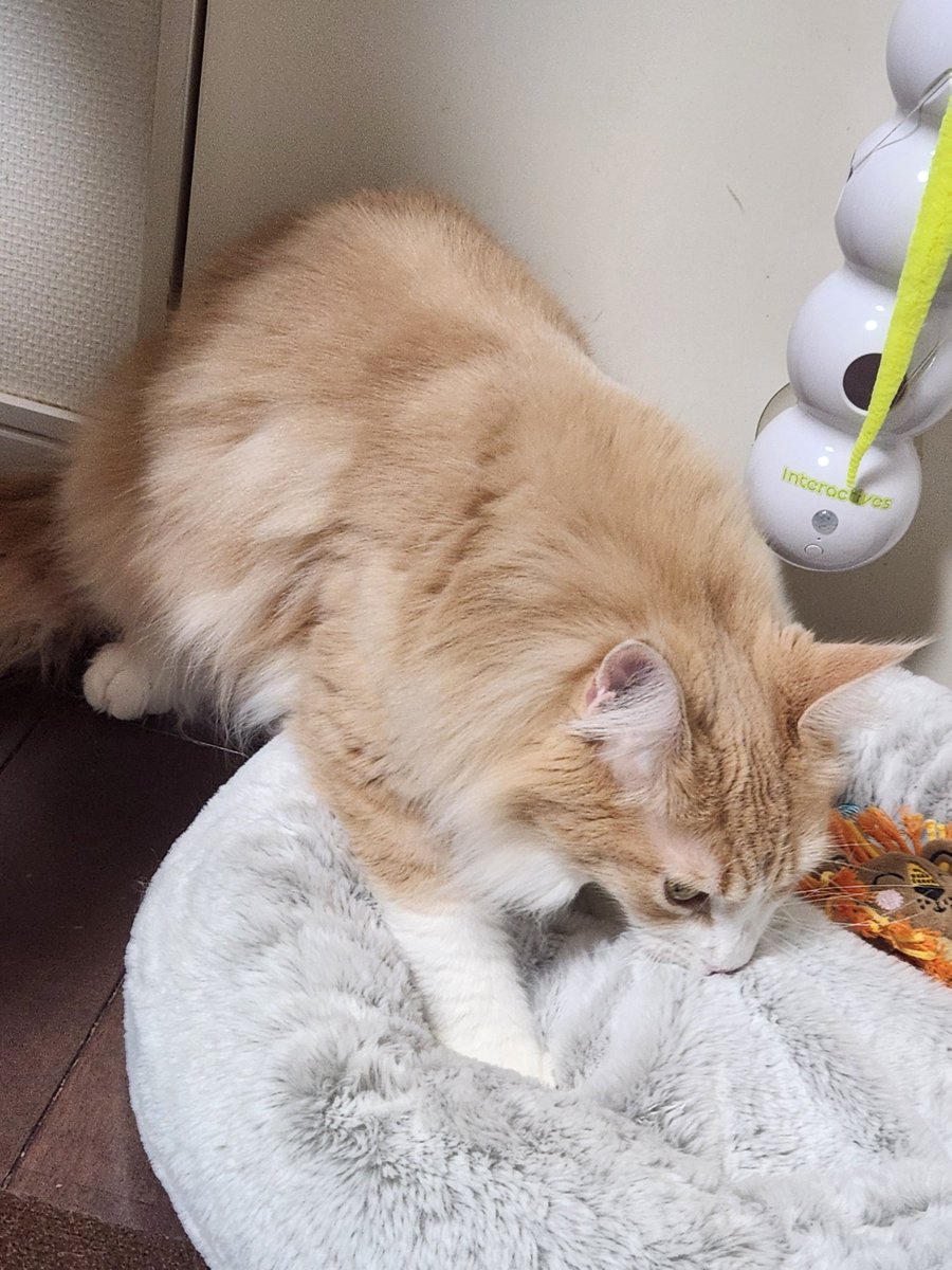 やったー！
猫マットに乗った！乗った！
…いや
揉んだ？
#メインクーン #ねこ #猫のいる暮らし #猫好きさんと繋がりたい