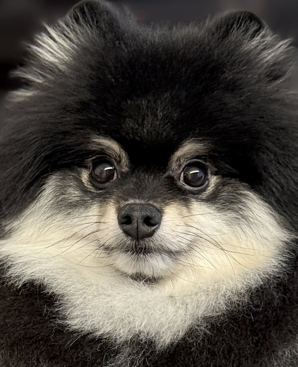 確認ページ♡ポメラニアン 旅行先でお酒飲んでたら お願いポーズしてきたよ🥺 もう成犬だしね