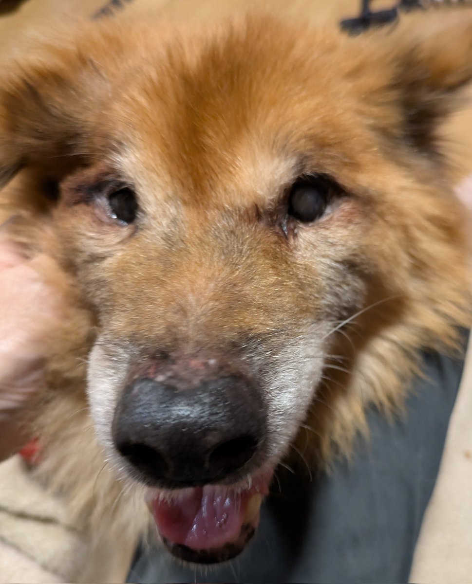 noriyuk63033751's tweet image. チャッピー19歳3ヶ月になりました✨
今はもう食事は、カリカリ一皿を休み休み30分ぐらいかけて食べます。
月誕生日の今日は好物の焼きプリンを…
2回に分けて食べきってくれました。😊

＃秘密結社老犬倶楽部